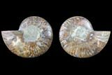 Cut & Polished Ammonite Fossil - Agatized #82271-1
